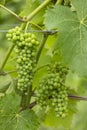 Detail grapes of the vine in the time before locking Royalty Free Stock Photo