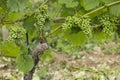 Detail grapes of the vine in the time before locking Royalty Free Stock Photo