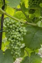 Detail grapes of the vine in the time before locking Royalty Free Stock Photo