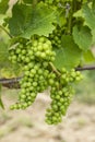 Detail grapes of the vine in the time before locking Royalty Free Stock Photo