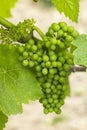 Detail grapes of the vine in the time before locking Royalty Free Stock Photo