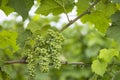 Detail grapes of the vine in the time before locking Royalty Free Stock Photo