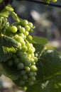 detail Grapes of the vine in the time before locking