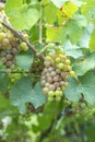 Detail of grapes in the vineyard