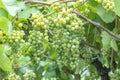 Detail of grapes in the vineyard