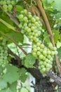 Detail of grapes in the vineyard