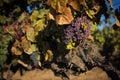 Detail of grapes in a wine estate in the Douro Region