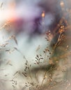 Detail of grass seed heads in the evening sun Royalty Free Stock Photo