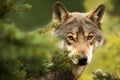In detail male gray wolf Canis lupus peeks carefully out from behind the tree, he is very timid Royalty Free Stock Photo