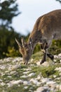 Detail of grazing female iberian ibex at parc natural los puerto