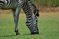 Detail of a a grazing Zebra at Pazuri Outdoor Park, close by Lusaka in Zambia. Royalty Free Stock Photo