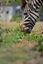 Detail of a a grazing Zebra at Pazuri Outdoor Park, close by Lusaka in Zambia.