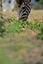 Detail of a a grazing Zebra at Pazuri Outdoor Park, close by Lusaka in Zambia.