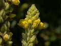 Detail of a great mullein flower