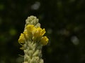 Detail of a great mullein flower