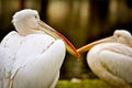 Detail of great white pelican (Pelecanus onocrotalus). Heads of two pelicans resting on the grass bank of lake.