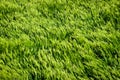 Detail of green barley field in the wind Royalty Free Stock Photo