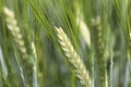 Detail of the green Barley Spike