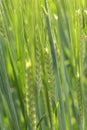 Detail of the green Barley Spike Royalty Free Stock Photo