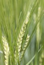 Detail of the green Barley Spike Royalty Free Stock Photo