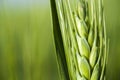 Detail of the green Barley Spike Royalty Free Stock Photo