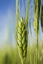 Detail of the green Barley Spike Royalty Free Stock Photo