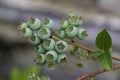 Detail of green blueberry fruits