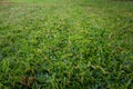 Green Brazilian grass, after being scarified, removing weeds and dry grass.