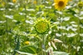 Detail of green bud of sunflower in a field Royalty Free Stock Photo