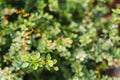 Detail of green buxus sempervirens shrub, branches with leaves. Beautiful decoration on green wall fence Royalty Free Stock Photo