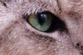 Detail of green cat eye Royalty Free Stock Photo