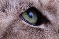 Detail of green cat eye Royalty Free Stock Photo
