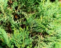 Close-up of green cedar leaves. Natural background