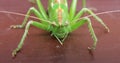 Detail of green cicada