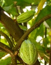 Detail of a green cocoa fruit on plant