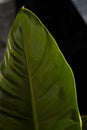 Detail of a green colored ficus leaf