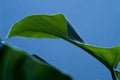 Detail of a green colored ficus leaf