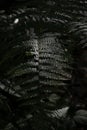 Detail of green fern leaf in dark tone with black background in vertical darkening