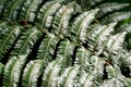 Detail of green fern leaves, illuminated by the sun, inside a greenhouse in the Royal Botanic Garden of Madrid