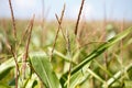 Detail of green field of corn growing up Royalty Free Stock Photo