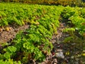 Detail of green fresh parsley growing in rows on the field