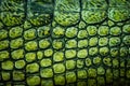 Detail of green gharial skin Royalty Free Stock Photo