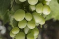 Detail of green grapes growing on vine Royalty Free Stock Photo