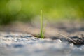 Detail of green grass culm plant in grey stones. Close up of blades grow in between stones and rocks in sunset light Royalty Free Stock Photo