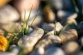 Detail of green grass culm plant in grey stones. Close up of blades grow in between stones and rocks in sunset light Royalty Free Stock Photo