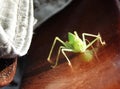 A grasshopper breeding in my clothes