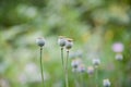 Detail of green heads of opium poppy growing in the field, agriculture, harvest, sunny summer day. Royalty Free Stock Photo