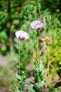 Detail of green heads of opium poppy growing in the field, agriculture, harvest, sunny summer day. Royalty Free Stock Photo