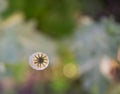 Detail of green heads of opium poppy growing in the field, agriculture, harvest, sunny summer day. Royalty Free Stock Photo