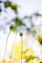 Detail of green heads of opium poppy growing in the field, agriculture, harvest, sunny summer day. Royalty Free Stock Photo